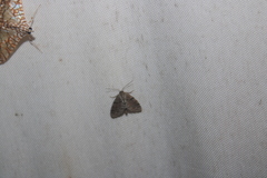 Idaea insulensis