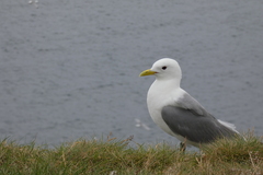 Rissa tridactyla tridactyla