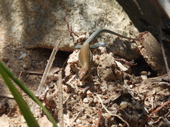 Aspidoscelis lineattissimus