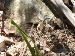 Aspidoscelis lineattissimus