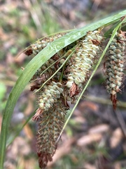 Carex glaucescens image