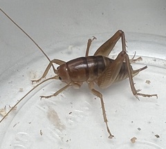 Ceuthophilus hesperus