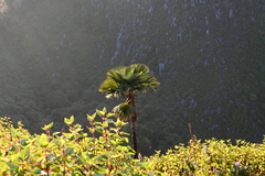 Trachycarpus oreophilus