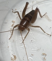 Ceuthophilus hesperus