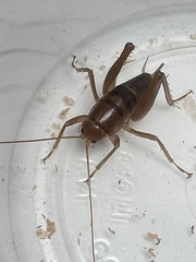 Ceuthophilus hesperus