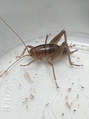 Ceuthophilus hesperus