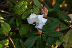Rhododendron ludwigianum