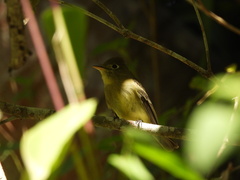 Empidonax occidentalis