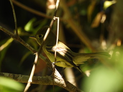 Empidonax occidentalis