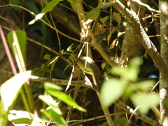 Empidonax occidentalis