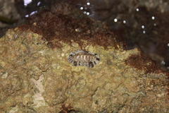 Acanthopleura granulata