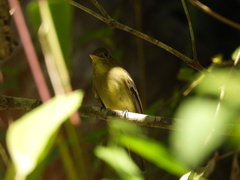 Empidonax occidentalis