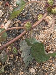 Xanthium strumarium