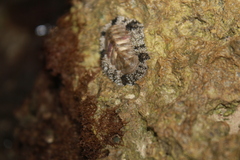 Acanthopleura granulata