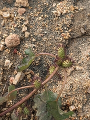 Xanthium strumarium
