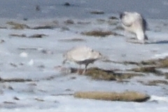 Larus glaucoides thayeri