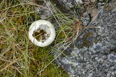 Echinoidea