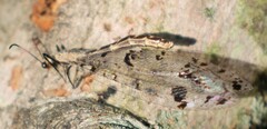 Dendroleon obsoletus