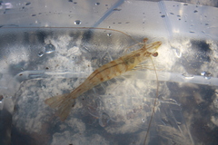 Penaeus