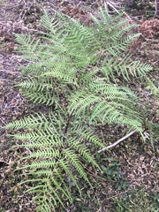 Pteridium caudatum