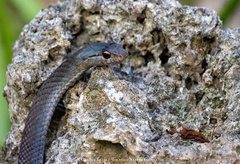 Cubophis cantherigerus