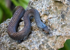 Cubophis cantherigerus