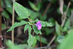 Impatiens santisukii