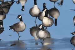 Branta hutchinsii hutchinsii