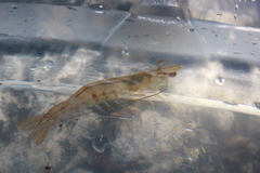 Penaeus