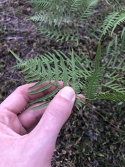 Pteridium caudatum