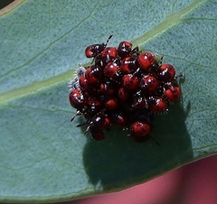 Oechalia schellenbergii