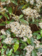 Olearia ilicifolia