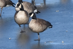 Branta hutchinsii hutchinsii