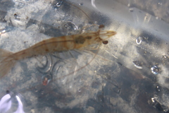 Penaeus