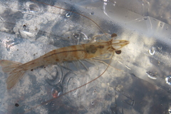 Penaeus