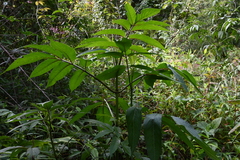 Sambucus javanica
