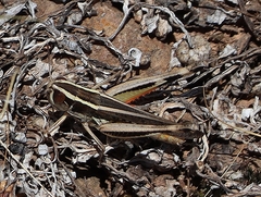 Macrotona securiformis