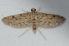 Parapoynx allionealis