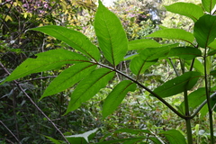 Sambucus javanica