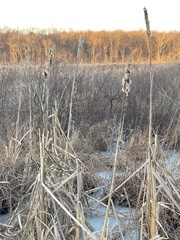 Typha latifolia
