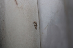 Neodavisia singularis