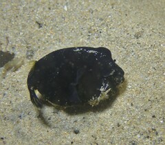 Arothron stellatus