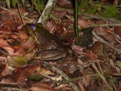 Lithobates vaillanti