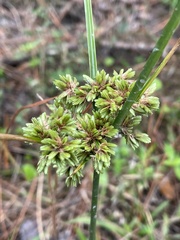 Cyperus virens