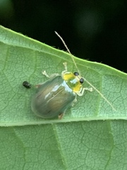Hemipyxis semiviridis