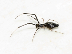 Argyrodes alannae