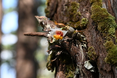 Dendrobium bellatulum