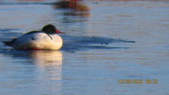 Mergus merganser americanus