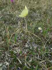 Papaver lapponicum