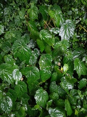 Begonia formosana